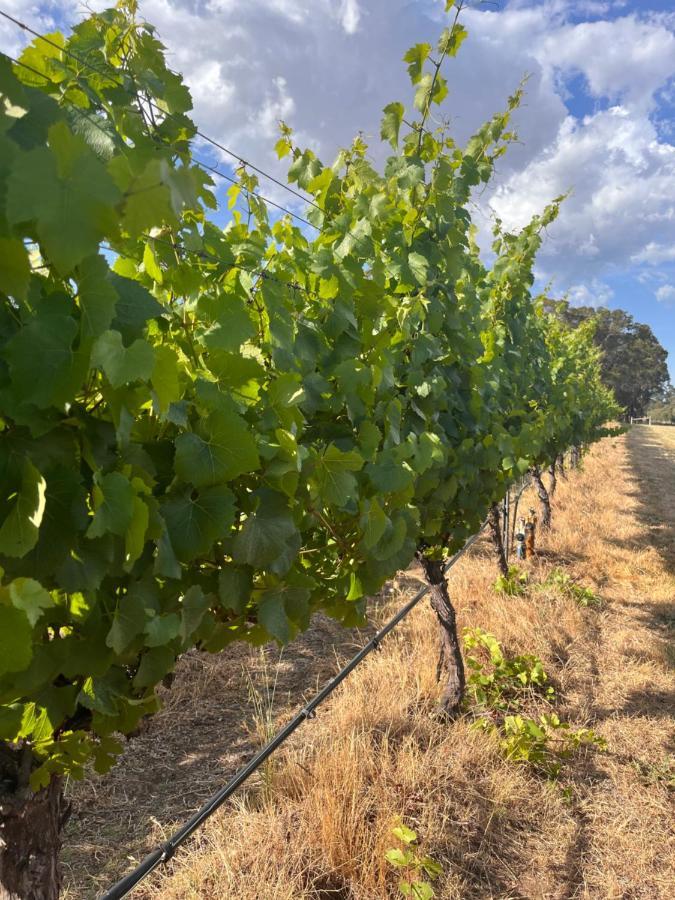 Island Brook Estate Vineyard And